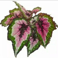 Tanaman Hias Begonia Rex Pelangi
