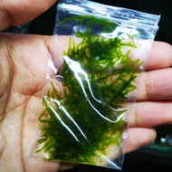 Aquarium plants : Java moss (submerge)