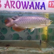 ikan arwana golden red 60cm