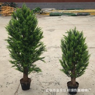 Cypress Side Cypress Leaves Small Sales Potted Pine Branch Pine Simulation Plant Beauty Cypress Pott