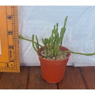Mini Cactus/Succulents Live Plant Cactus/Succulents - Pencil Cactus