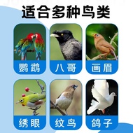 An Chongle Bird Drop Eye Drop Eye Drop Eye Drop Eye Drop Eye Drop Eye Drop Eye Drop Eye Drop Eye Dro