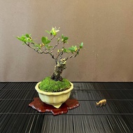 日本皋月杜鵑∣千羽鶴 舍利幹迷你盆景 開花中