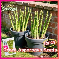 10pcs Fresh Green Asparagus Seeds F1 Organic Asparagus Vegetable Seeds Easy To Grow Home Potted Aspa