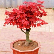 Japanese Red Maple Seedlings Potted Plant Bonsai Old Pile Flame Chinese Perennial Red Three Four Seasons Red Indoor