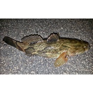 FRESH FROZEN Soon Hock Fish 1.7kg+/- ( Marble Goby ) / 顺壳鱼
