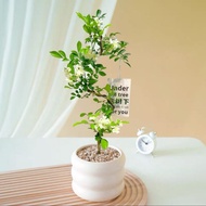 Stylish Murraya Paniculata Bonsai | Blooms All Year | Indoor Desktop Plant | Easy Care