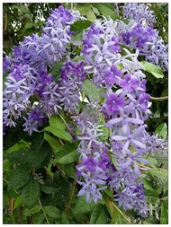 Sand Paper Vine Sapling / Cynanchum Laeve / Anak Pokok Sand Vine Paper (Live Plant)