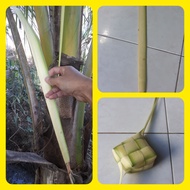 10 JANUR FRESH KETUPAT SAYUR JANUR HIASAN PERNIKAHAN