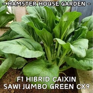 HSK [2gram/8gram] F1 HIBRID CAIXIN SEED / SAWI JUMBO GREEN CX9 / SAWI GIANT / BIJI BENIH SAYUR