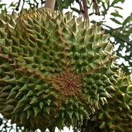 Baja SB Pokok Durian Musang King 1.5kg ( ORIGINAL 100% ) ⭐️⭐️⭐️⭐️⭐️