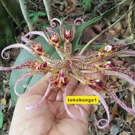 Bulbophyllum binnendijkii dewasa