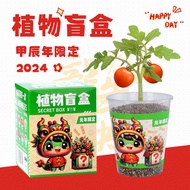 [Minimum 4PC]Kids DIY Plant Kit Blind Box Easy to Grow Party Favour Christmas Gift idea/ DIY Indoor /Plant Mini Indoor Plant for Home and Office Many designs