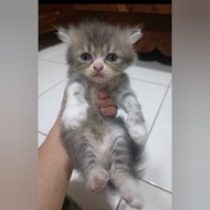 Lepas Adopsi Kucing Persia Abu2 Putih cakep banget