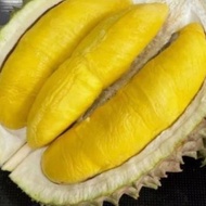 Durian Musang king Malaysia Utuh