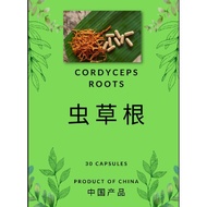 CWT Cordyceps Herbs (Regular)虫草根
