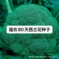 Fu Nong 80 Days Broccoli Seeds Green Cauliflower Vegetable Seeds Cauliflower Cold Resistant Heat Res