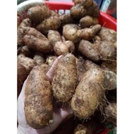 5-root seed tubers