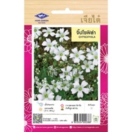 Gypsophila Seeds Chia Tai Brand