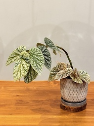 富士山錦秋海棠（含盆）