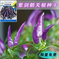種籽 花種籽 花卉種籽 紫劍朝天椒種子紫妃尖椒 黑美人紫辣椒種籽 高產四季陽臺盆栽種植