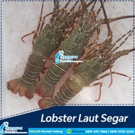 PROMO Lobster Laut Segar 1kg isi 6-7 Ekor - Lobster Air Laut Segar