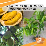 Anak Pokok Durian (Untuk Ditanam) Musang King / Tupai King / Duri Hitam Real Live Plant Pokok Hidup 猫山王榴莲 松鼠王榴莲 黑刺榴莲