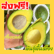 BB  ขายดี อโวคาโด  พร้อมส่ง‼️(2KG) อโวคาโด้ avocado Avocado อโวคาโด พันธุ์ปีเตอร์สัน บัคคาเนีย แฮส ป