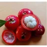 Pokok Buah Asam Aur Aur rare fruit herb herba masakan