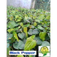 Buy 1 Take 1 PAMINTA (Herbal Plant NOT Seeds) with FREE garden soil. Real Plant not Seeds