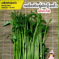 เมล็ดพันธุ์ผักบุ้งแก้วเย็นตาโฟ 1000-1500 เมล็ด