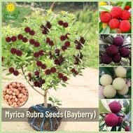 เมล็ดพันธุ์ เบย์เบอร์รี่ บรรจุ 15 เมล็ด Bonsai Myrica Rubra Fruit Seeds Bayberry Seeds บอนไซ ต้นผลไม้ เมล็ดผลไม้ พันธุ์ผลไม้ เมล็ดพันธุ์ผลไม้ ต้นไม้กินผล ผลไม้เมืองร้อน เมล็ดบอนสี ต้นไม้แคระ ต้นไม้มงคล เมล็ดพันธุ์ผัก เมล็ดดอกไม้ ปลูกง่ายปลูกได้ทั่วไทย