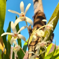 anggrek Dendrobium triflorum  bunga anggrek wangi