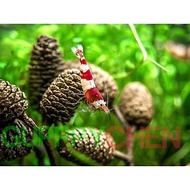ALDER CONES - Dried Pine (1-2cm) Aquarium Helps Reduce Shrimp Stress