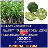 Bibit Jeruk Limo Pohon Jeruk Limo Tanaman Jeruk Sambel