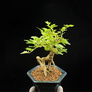 SG3353-日本小香楓老樁/天然驅蚊🔥精品植物小盆栽禮物🔥