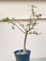 Operculicarya Borealis 般若漆樹