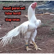 telur ayam bangkok aseel parot original