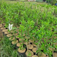 Bibit Tanaman Buah Apel Lokal (Batang Bawah Apel)