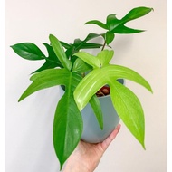 philodendron florida ghost tanaman hias florida ghost mint