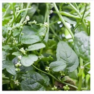 Biji Benih Malabar Spinach Bayam hijau seeds