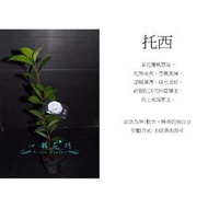 心栽花坊-托西/茶花/茶花苗/小品售價60特價50