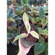 Pink Lipstick Aglaonema Plants