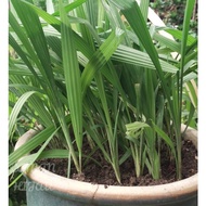 Bawang Dayak/Ubi Bawang Dayak