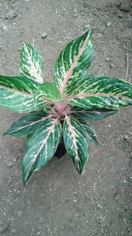 Aglaonema Butterfly, aglonema butterfly