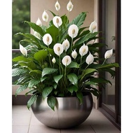 Pokok Peace Lily/Spathiphyllum mojo/Indoor plant