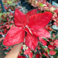 AGLAONEMA SUKSOM AGLONEMA SUKSOM JAIPONG SUPER CALADIUM KILISUCI