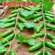 Climbing Ground Cucumber Seeds Lazy Cucumber Seed Balcony Bonsai Four Seasons Vegetable Cucumber Seeds Complete Collecti