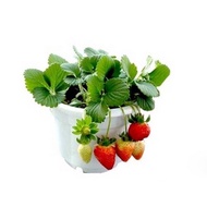 63.Dwart Strawberry Seeds 30pcs Free  Postal Mail in SG