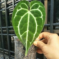 Anthurium Crystalinium Dark Form